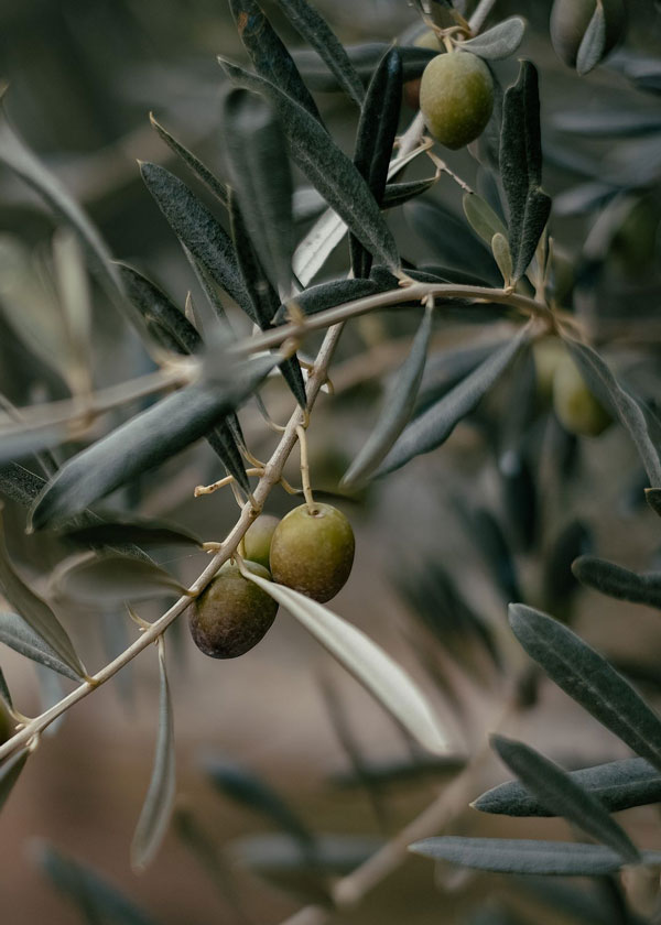 marketalia-world-olives-001